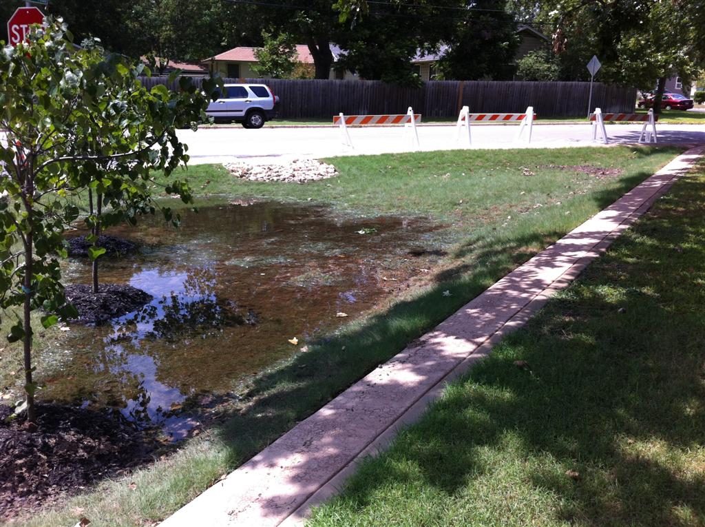 Austin municipal rain garden