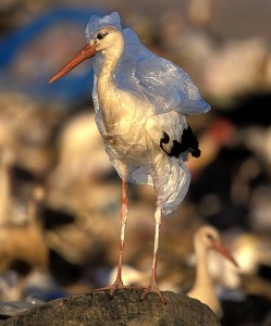 bird with plastic bag over head